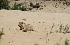 lion, buffalo kill and vulturesl