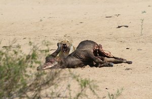 lion, buffalo kill and vultures!
