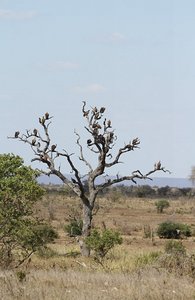 the vulture tree