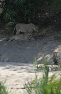 three lioness at rest before the elephants