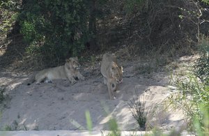 three lioness at rest before the elephants