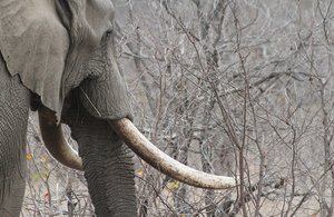 Some of the biggest tusks we have ssen this trip
