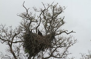 vulture on a nest