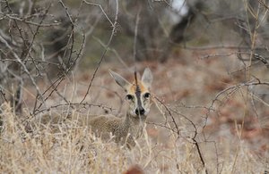 Interesting tiny antelope