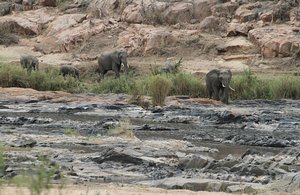 Elephants come to the   River