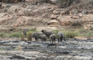 Elephants come to the   River