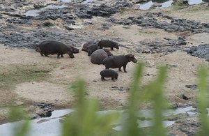 /hippos at the water