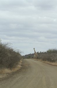 /giraffe crossing the road