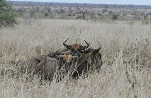 Resting Wildebeest