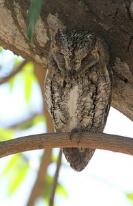  African Scops-Owl