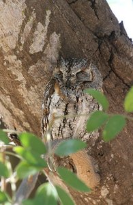  African Scops-Owl