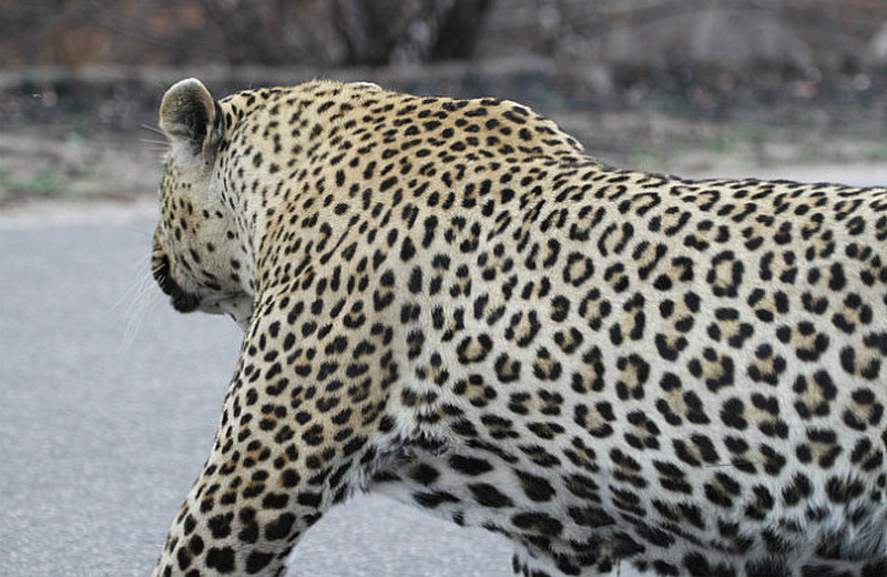 Huge leopard, right by our car !