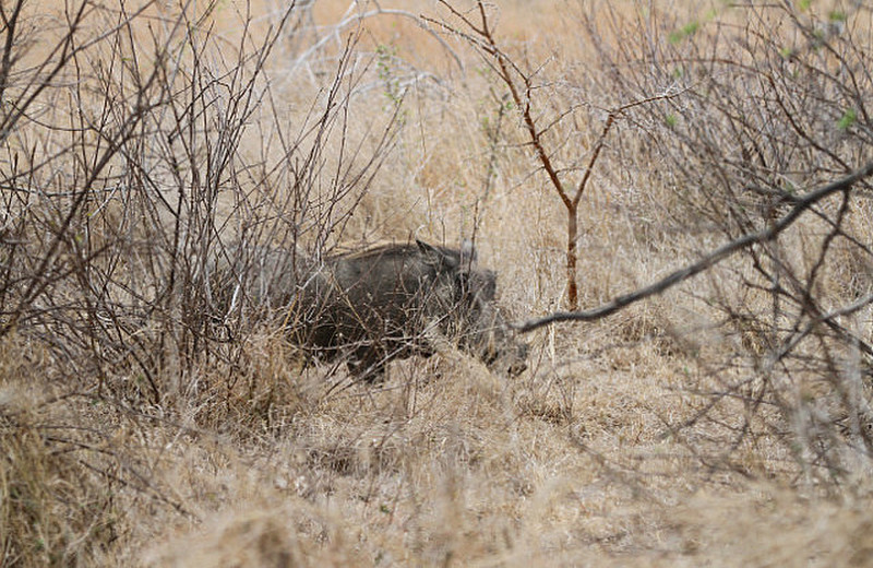 Warthog hiding from leopard ?
