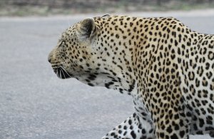 Huge leopard, right by our car !