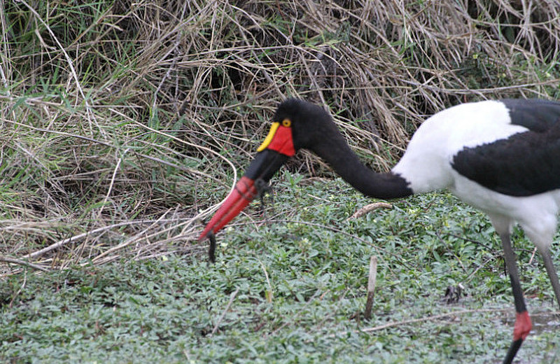 Saddlebill stork eats frog