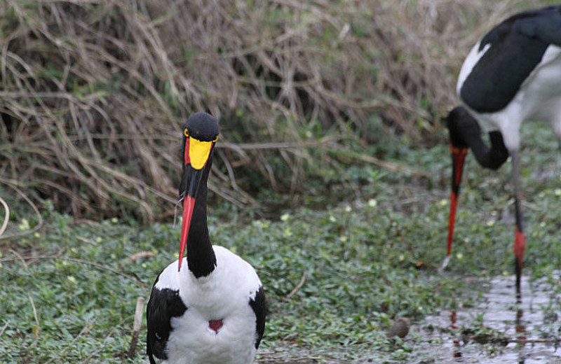 Saddlebill storks , so colorful !