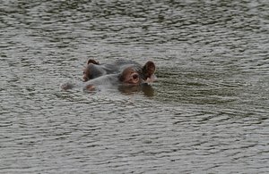 Hippo watches us, submerges, comes back up, repeat
