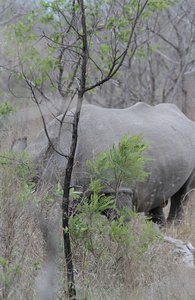 Elephant or Rhino , sometimes its hard at first 