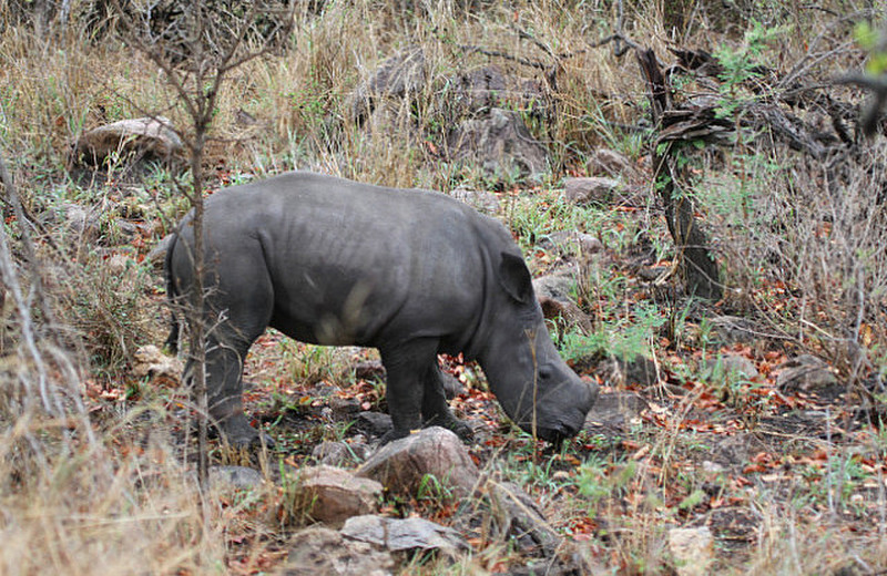 Very young rhino