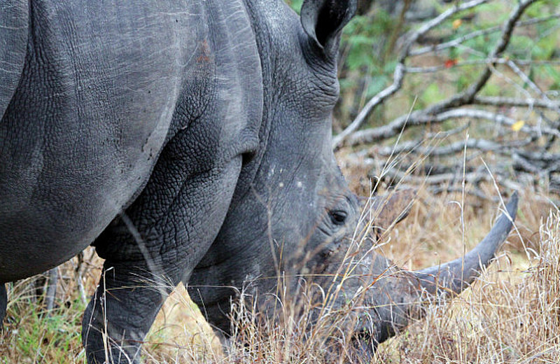 Mother Rhino