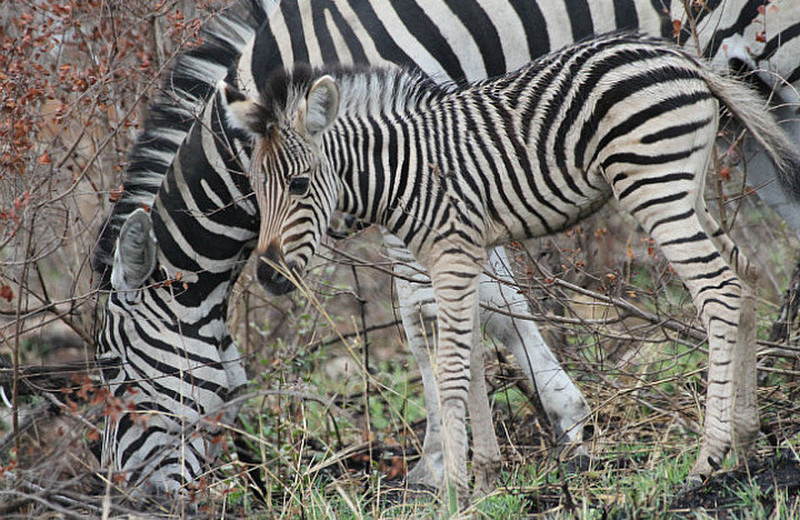 Baby Zebra !