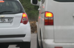 lion in the road!