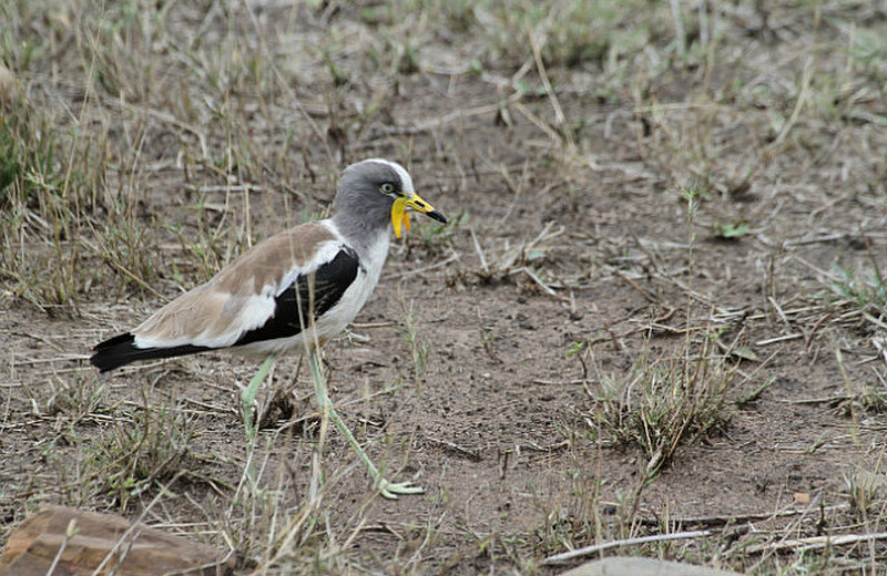 White crowned  plover