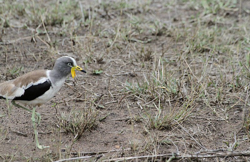 White crowned  plover