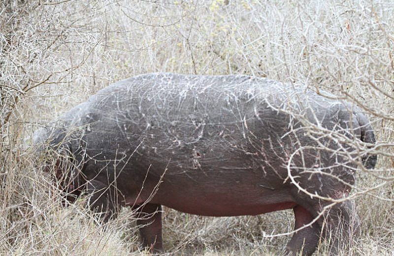 Hippo has Scars from battle 
