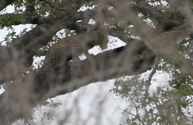 Young leopard in tree