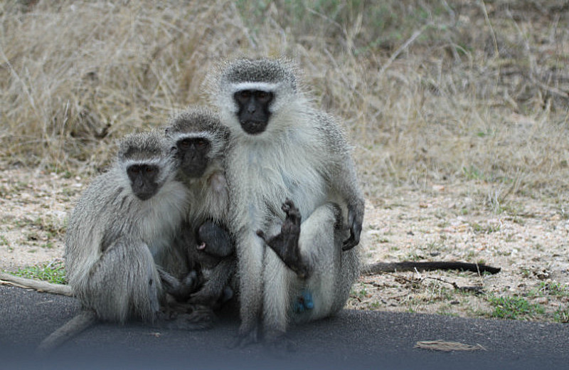 Vervet Monkeys huddle on a cool wet day