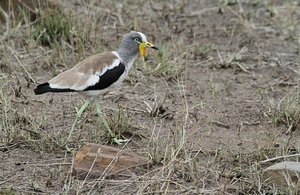 White crowned   plover