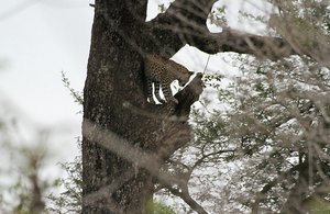 Young leopard in tree