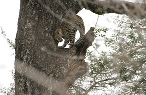 Young leopard in tree