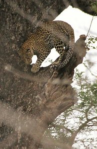 Young leopard in tree