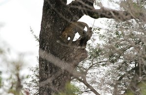 Young leopard in tree