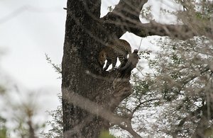 Young leopard in tree