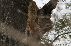 Young leopard in tree