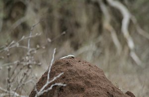 Snake drilling into termite mound !