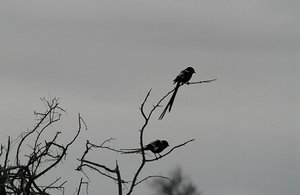 Magpie Shrike 