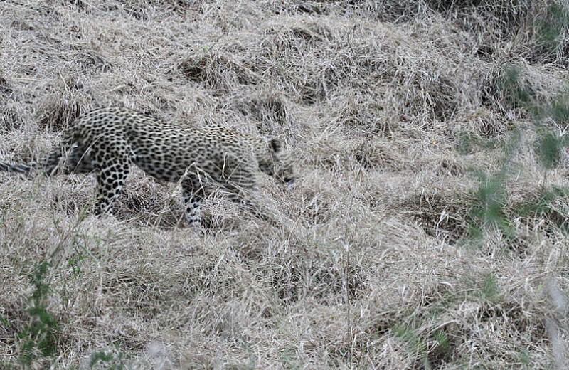 Leopard chasing leopard drama