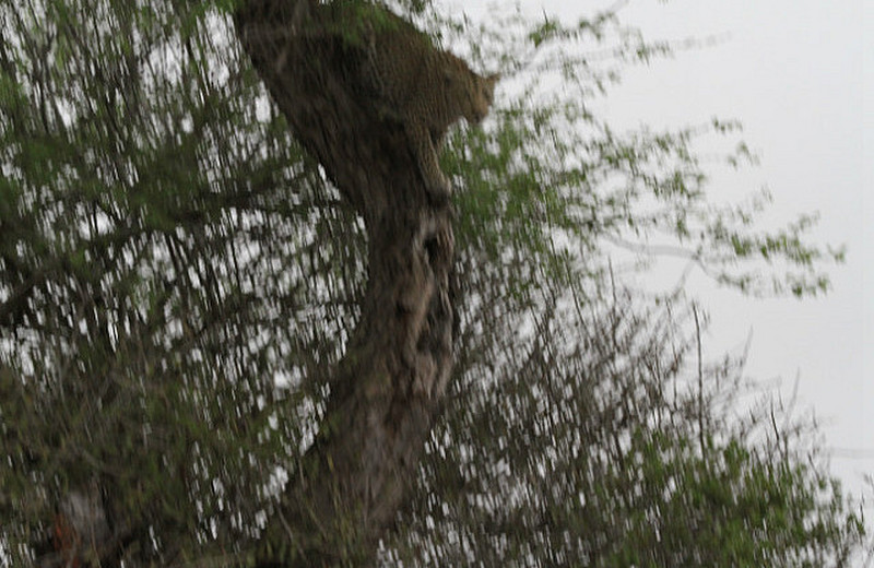 Leopard chasing leopard drama