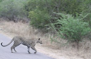 Leopard chasing leopard drama