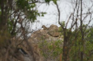 leopard on rock