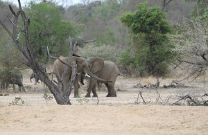 elephants at the waterhole