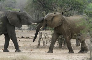 elephants jousting