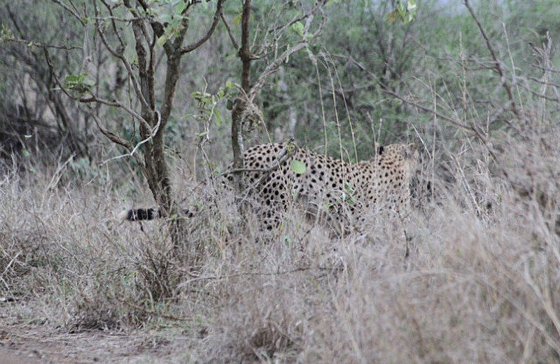 Robert, look, Cheetah right here by us !