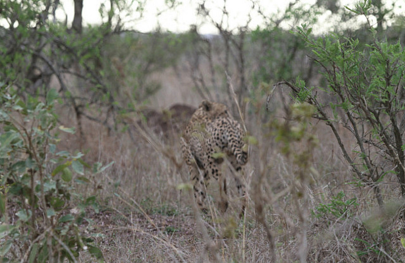 Two Cheetah hunting at sunrise