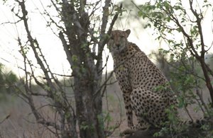 Cheetah on a mound