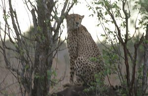 Cheetah on a mound